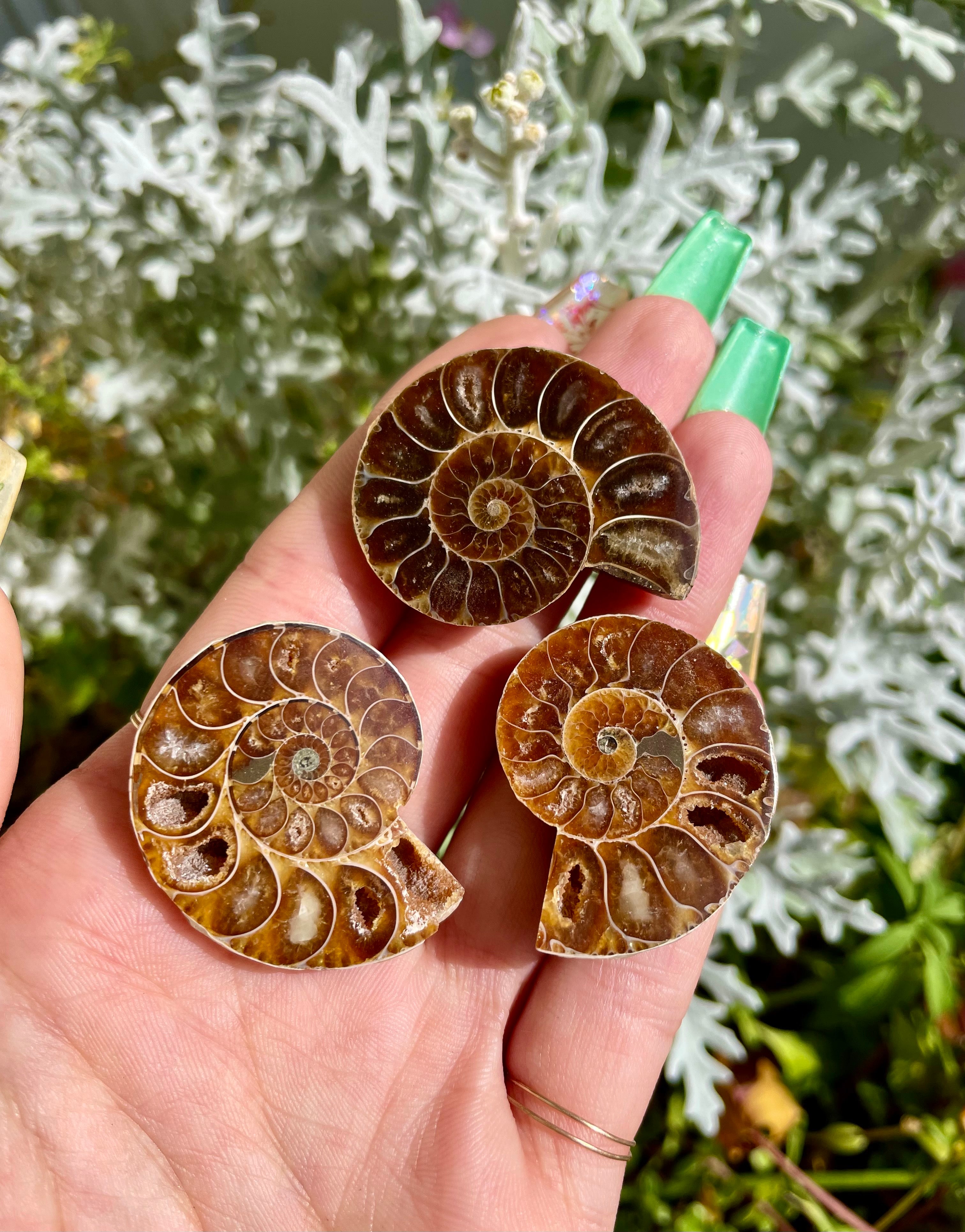 ammonite fossil
