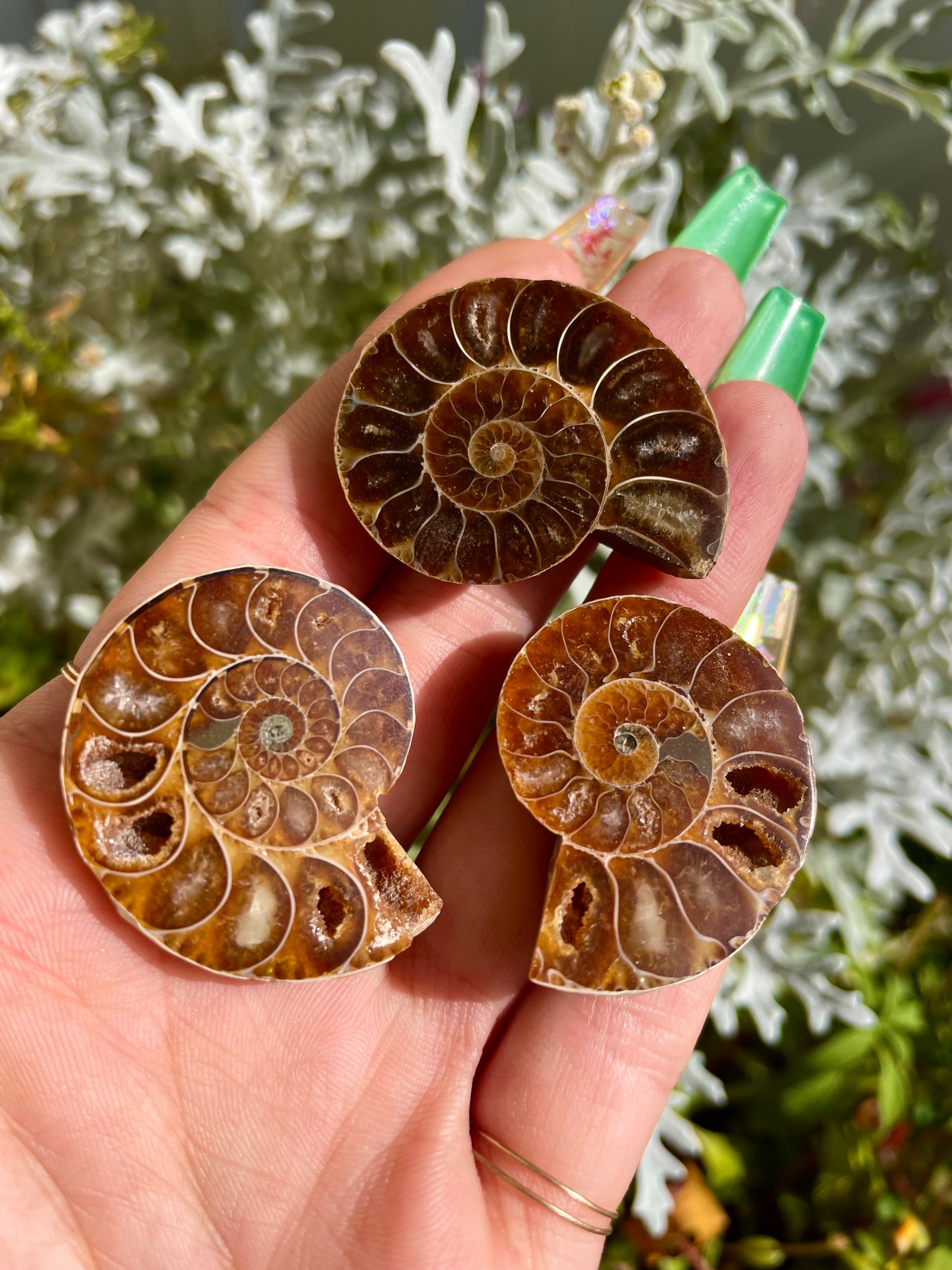 ammonite fossil