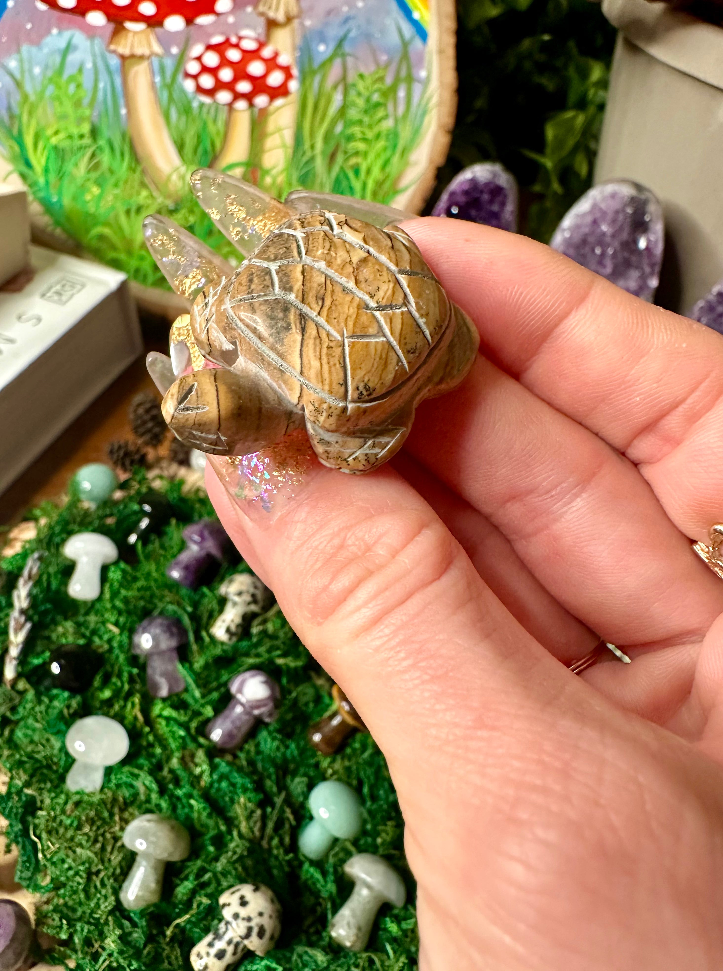 picture jasper turtle