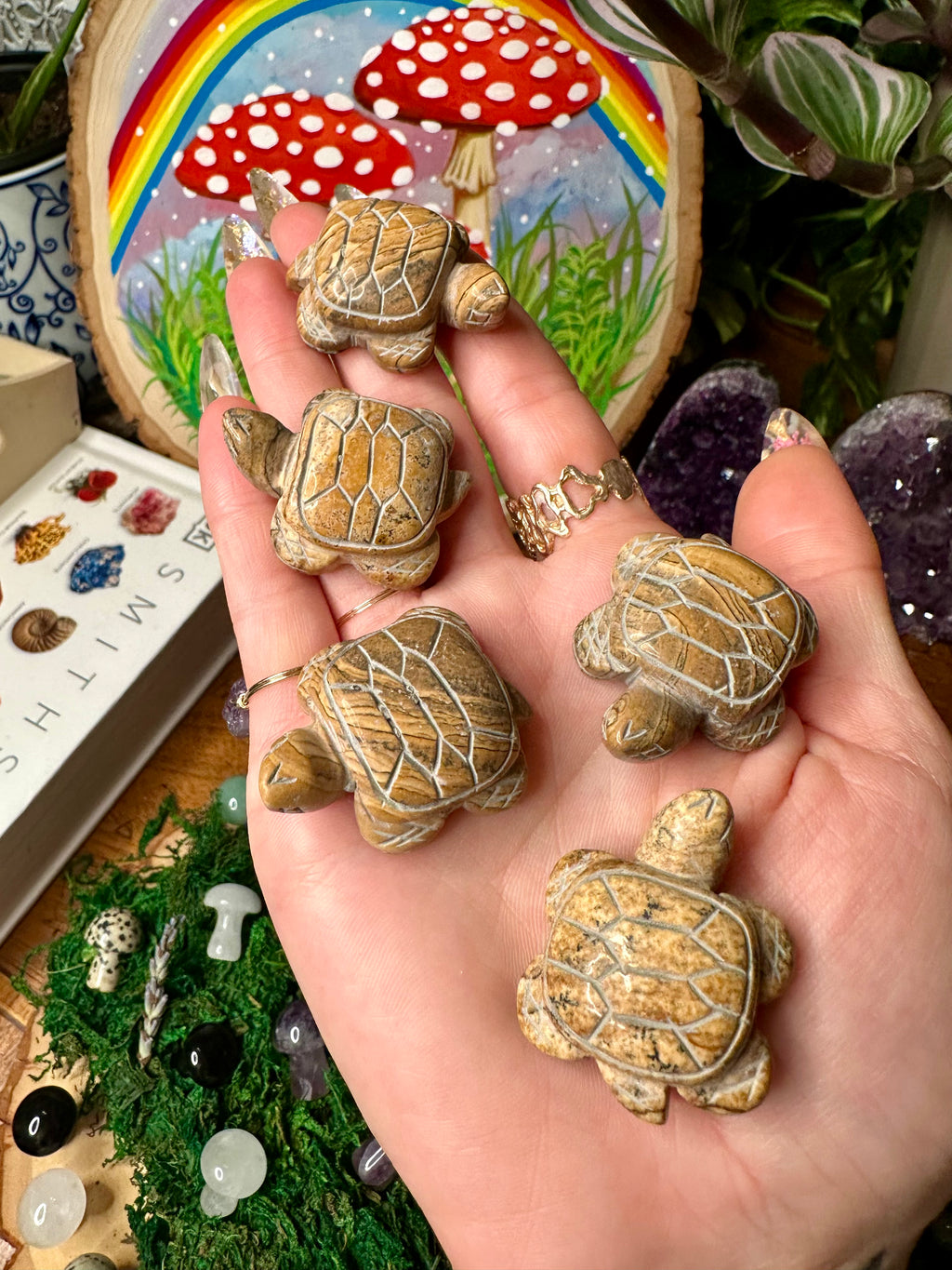 picture jasper turtle